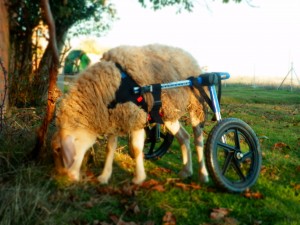 Patty tiene su silla de ruedas leon vegano